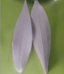 SILIKONOVÁ FORMA ŽILKOVAČ LILY